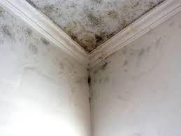 Best Attic Mold Removal  in Taft, TX