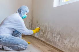 Best Black Mold Removal  in Taft, TX