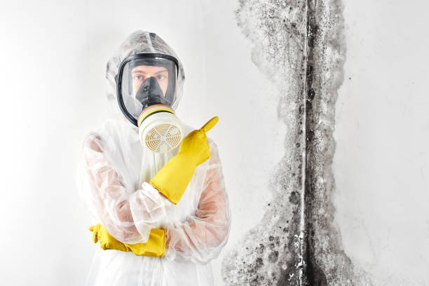 Best Water Damage & Mold Remediation  in Taft, TX