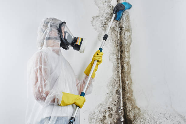 Best Forensic Mold Investigation  in Taft, TX