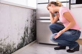 Best Mold Odor Removal Services  in Taft, TX